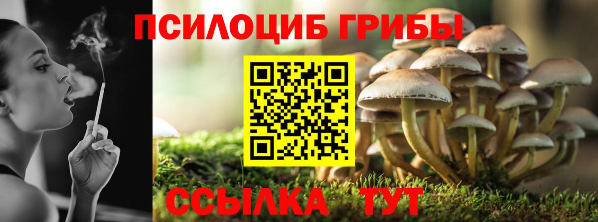 Псилоцибиновые грибы Psilocybine cubensis Элиста